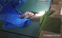 Uninvited guest found in swimming pool in northern Israel