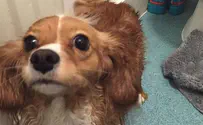 Dog saves couple from fire at London kosher supermarket