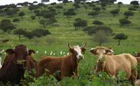 Revenge of the Jordan Valley farmers