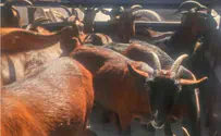 Goat thief caught, most animals returned to owners
