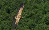 'טורבינות הרוח יחסלו את נשרי הגולן'