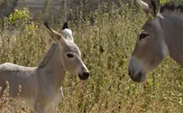 Donkeys and falcons and qassams et al