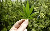 iStock California, Tel Aviv firms to jointly develop cannabis therapies