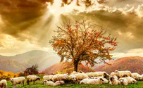 Jewish shepherd attacked in Binyamin