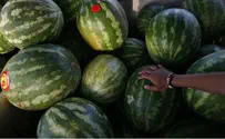 פלאש 90 הפלשתינים השמידו אבטיחים שגודלו בהתנחלויות