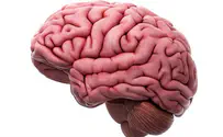 New from the Jewish brain: A brain-on-chip