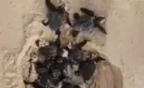 Watch: Baby sea turtles take their first steps towards the sea
