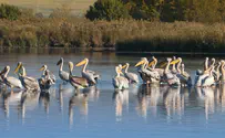 Swan Lake