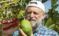 Major etrog shortage expected this Sukkot