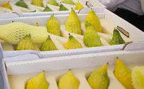 Hundreds of etrogs held up at airport in England