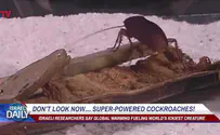 ILTV Superpowered cockroaches?