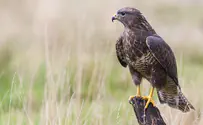 Watch: Scared hawk flees Hurricane Harvey with taxi driver