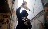Petah Tikva looks to end 'Kaparot' ritual