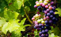 צילום: ISTOCK חם לכם? תאכלו ענבים טובים יותר
