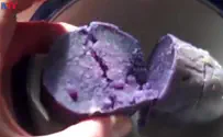 ILTV Israeli team infuses beet pigments into veggies