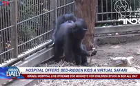 ILTV Hospital offers bed-ridden kids a virtual safari