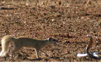 Watch: Mongoose fighting snake