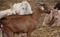 לבחור בין ה' לעזאזל   
