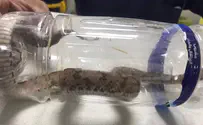 בן 12 הוכש על ידי נחש "אפעה" וניצל