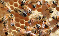 Flash 90 Israeli study: Why are there fewer honey bees?