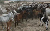 עונשי מאסר לגנבי עיזים ממזרח ירושלים