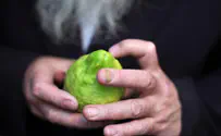 אפשר לקנות ארבעת המינים באינטרנט?