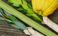 A palm frond