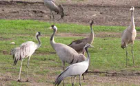 עשרות אלפי עגורים באגמון החולה