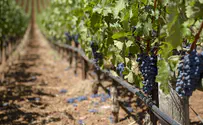Gili Yaari/Flash 90 Israeli Tabor Winery enlists wildlife for eco-friendly vineyard