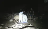 צילום: אלחנן אלברט רועי הצאן שפונו תבעו את המנהל האזרחי