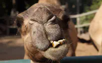 Camel Law passes Knesset Finance Committee