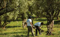 צילום: השומר החדש לט"ו בשבט: שבוע המודעות לחקלאות