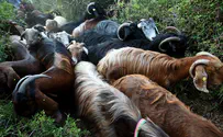 Jewish shepherd injured in Samaria during heist