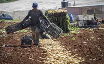 'חקלאות היא הערך של מדינת ישראל'