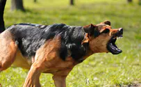 Owner of dogs which mauled 8-year-old girl arrested