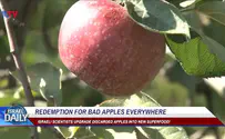 ILTV 'Redemption' for bad apples everywhere