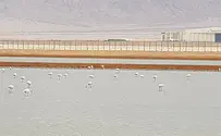 ציפור בראש - מסע הצפרים בערבה