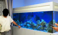 אסף אלמוגים לאקווריום הפרטי - ונקנס