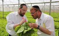 58% of diners who do not keep kosher prefer alternative kashrut