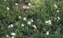 Have Israeli researchers discovered Israel's new cash crop?