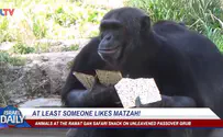 ILTV Israeli safari animals gobble matzah