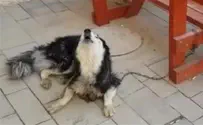 Lost dog identified thanks to singing talent