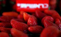 Flash 90 Israel: High strawberry prices lead to smuggling rings