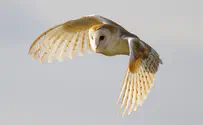 Israeli farmers turn to owls for natural pest control