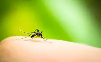 עונת היתושים החלה! איך להימנע מעקיצות?