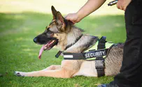 Watch: Police dog performs CPR