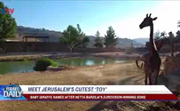 ILTV Meet Jerusalem’s cutest new ‘toy’