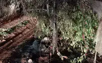 Arab arsonists spark massive Gush Etzion fire
