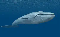 Rare guest in Gulf of Eilat
