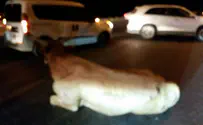 "דמו של אבואלקיען זועק"